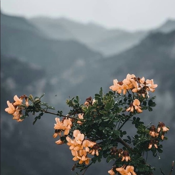 Meet your Posher, Amy - Picture 1 of 1